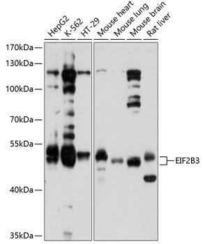 EIF2B3 Rabbit pAb