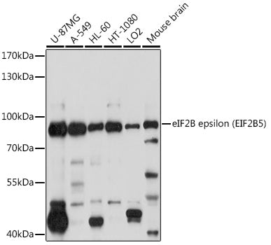 eIF2B epsilon (EIF2B5) Rabbit pAb