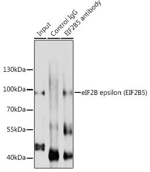 eIF2B epsilon (EIF2B5) Rabbit pAb