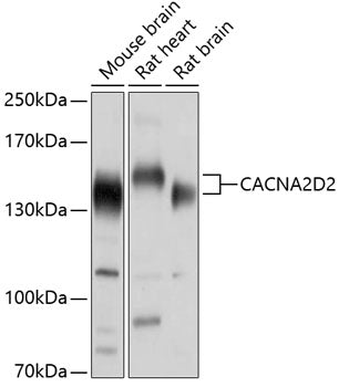 CACNA2D2 Rabbit pAb