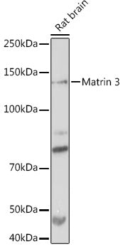 Matrin 3 Rabbit mAb