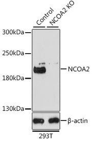 [KO Validated] NCOA2 Rabbit pAb