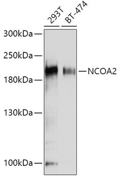[KO Validated] NCOA2 Rabbit pAb