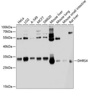 DHRS4 Rabbit pAb
