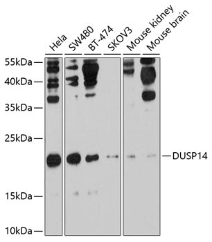 DUSP14 Rabbit pAb