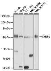 CYFIP1 Rabbit pAb