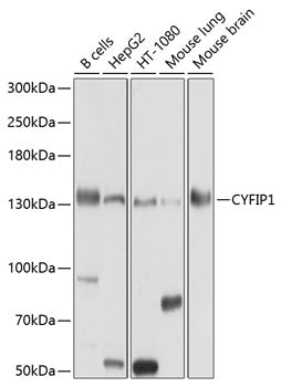CYFIP1 Rabbit pAb