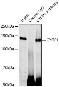 CYFIP1 Rabbit pAb