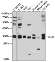 ICMT Rabbit pAb