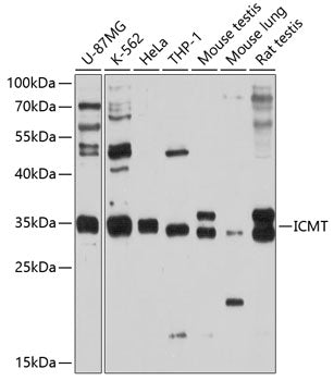 ICMT Rabbit pAb