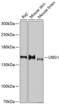 LRIG1 Rabbit pAb