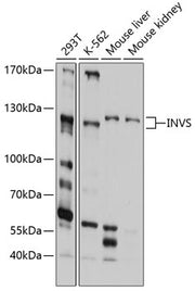 INVS Rabbit pAb