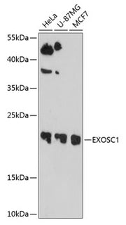 EXOSC1 Rabbit pAb
