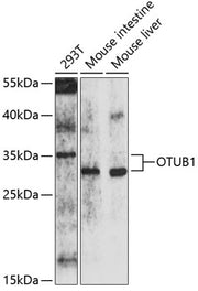 OTUB1 Rabbit pAb