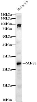 SCN3B Rabbit pAb