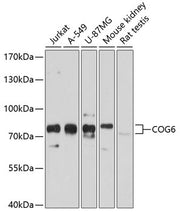 COG6 Rabbit pAb