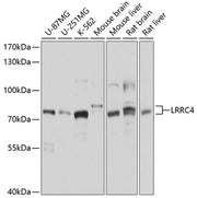 LRRC4 Rabbit pAb