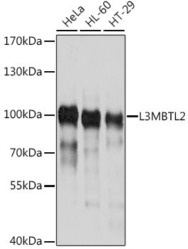 L3MBTL2 Rabbit pAb