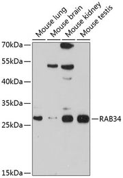RAB34 Rabbit pAb