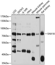 SNX18 Rabbit pAb