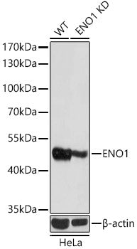 ENO1 Rabbit pAb