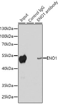 ENO1 Rabbit pAb