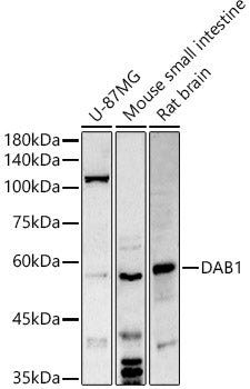 DAB1 Rabbit pAb