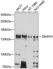DIAPH3 Rabbit pAb