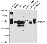 DDX47 Rabbit pAb