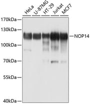 NOP14 Rabbit pAb