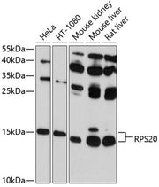 RPS20 Rabbit pAb