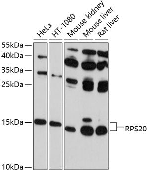 RPS20 Rabbit pAb