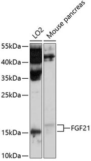 FGF21 Rabbit pAb