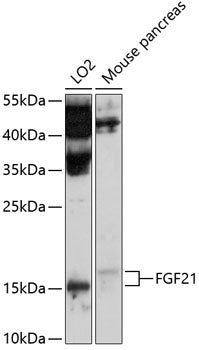 FGF21 Rabbit pAb