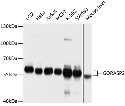 GORASP2 Rabbit pAb