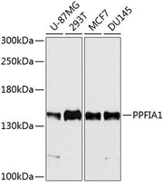 PPFIA1 Rabbit pAb