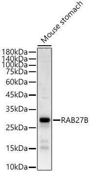 RAB27B Rabbit pAb
