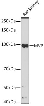 MVP Rabbit mAb