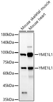 YME1L1 Rabbit pAb