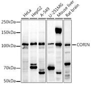 CORIN Rabbit pAb