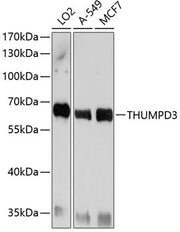 THUMPD3 Rabbit pAb