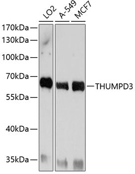 THUMPD3 Rabbit pAb