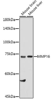 MMP16 Rabbit pAb
