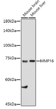 MMP16 Rabbit pAb