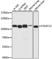COLEC12 Rabbit pAb