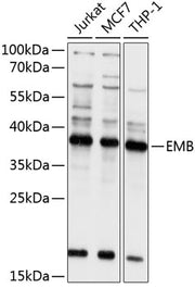 EMB Rabbit pAb