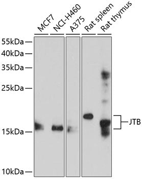 JTB Rabbit pAb