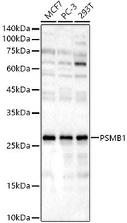 PSMB1 Rabbit pAb