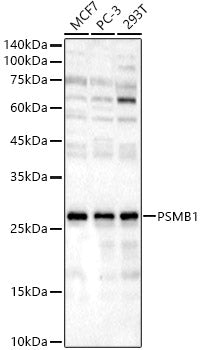PSMB1 Rabbit pAb