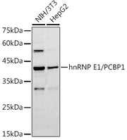 hnRNP E1/PCBP1 Rabbit pAb